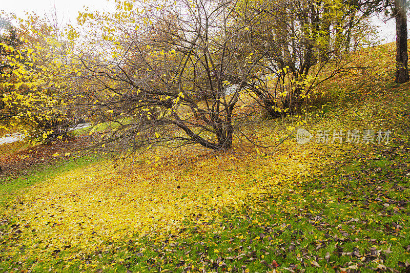 爱德华・蒙克(Edvard Munch)工作室周围花园的秋色。